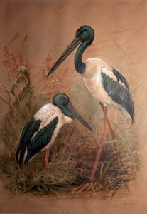 黑颈鹳（Xenorhynchus australis），1856-67